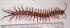 Scolopendra subspinipes